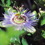 passion-flower-